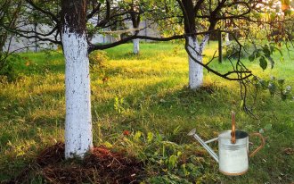 Как избавиться от пня и корней на участке: 4 способа, которые помогут